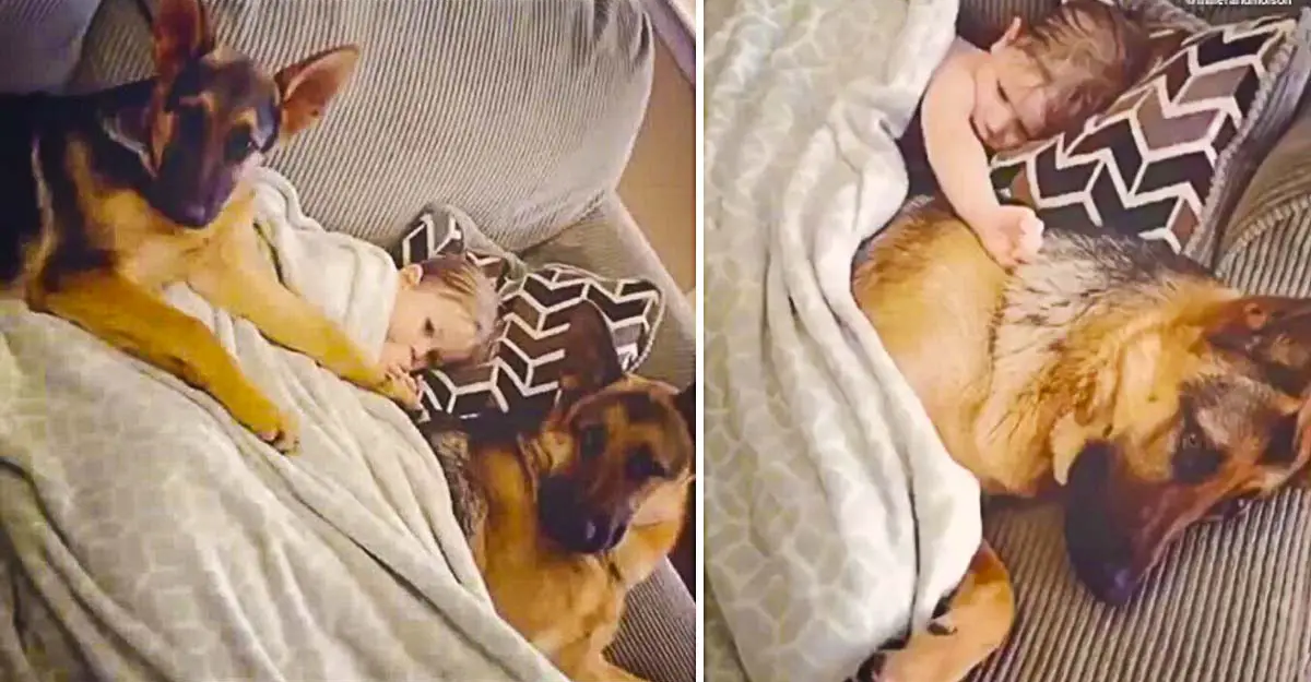 Safest Baby Ever Sleeps With Two Protective German Shepherds