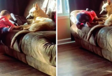 German Shepard Helps Little Girl Climb Onto Couch