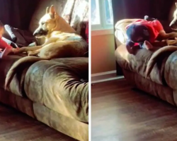 German Shepard Helps Little Girl Climb Onto Couch