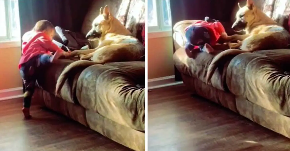 German Shepard Helps Little Girl Climb Onto Couch