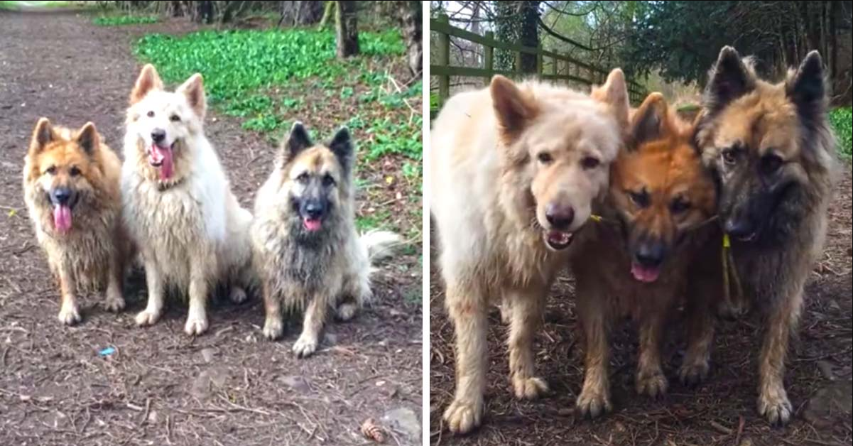 Three Dogs Use Teamwork To Fetch The Same Stick In Unison