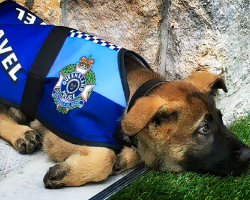 Police Dog Gets Fired For Being Too Friendly, Later Receives An Even Better Job Offer