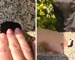 Woman’s Keys Fall In A Hole, But The Neighbor Cat Helps Out
