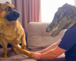 German Shepherd Pranked By Dad Wearing A Crocodile Mask