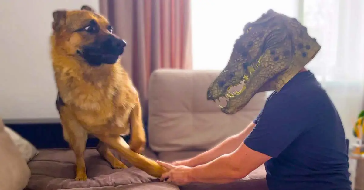 German Shepherd Pranked By Dad Wearing A Crocodile Mask