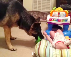 Baby and German Shepherd Play Together