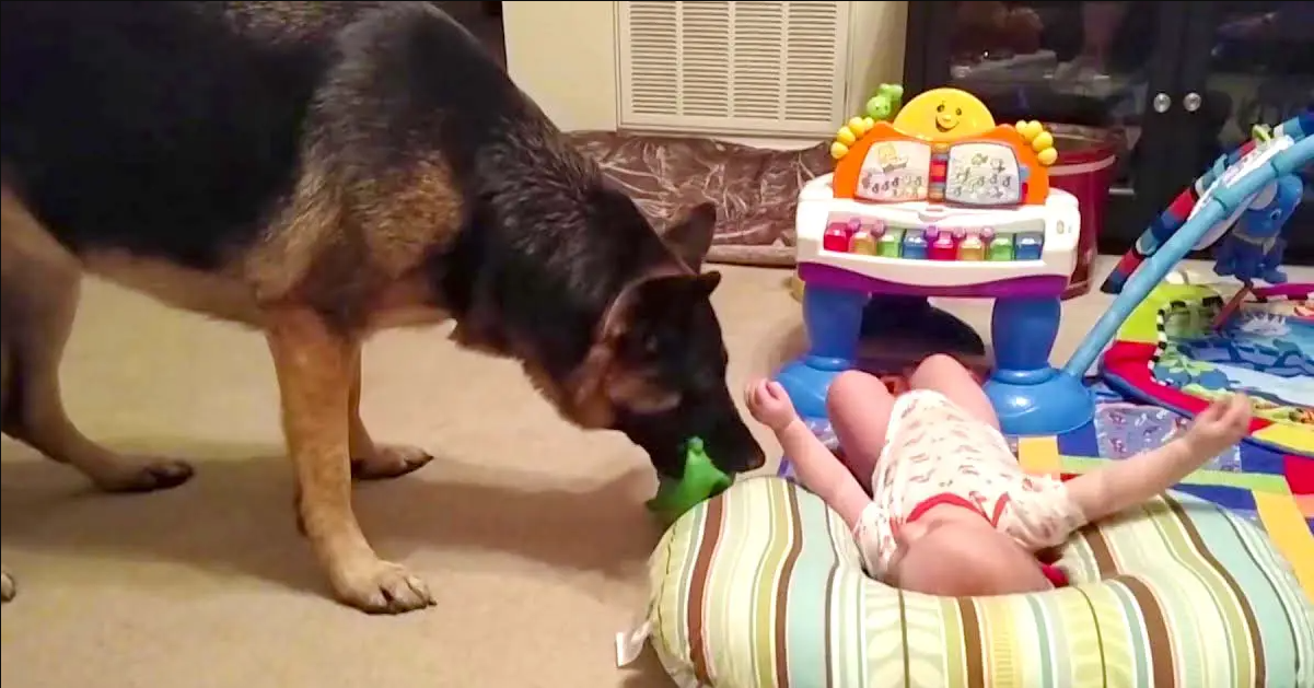 Baby and German Shepherd Play Together