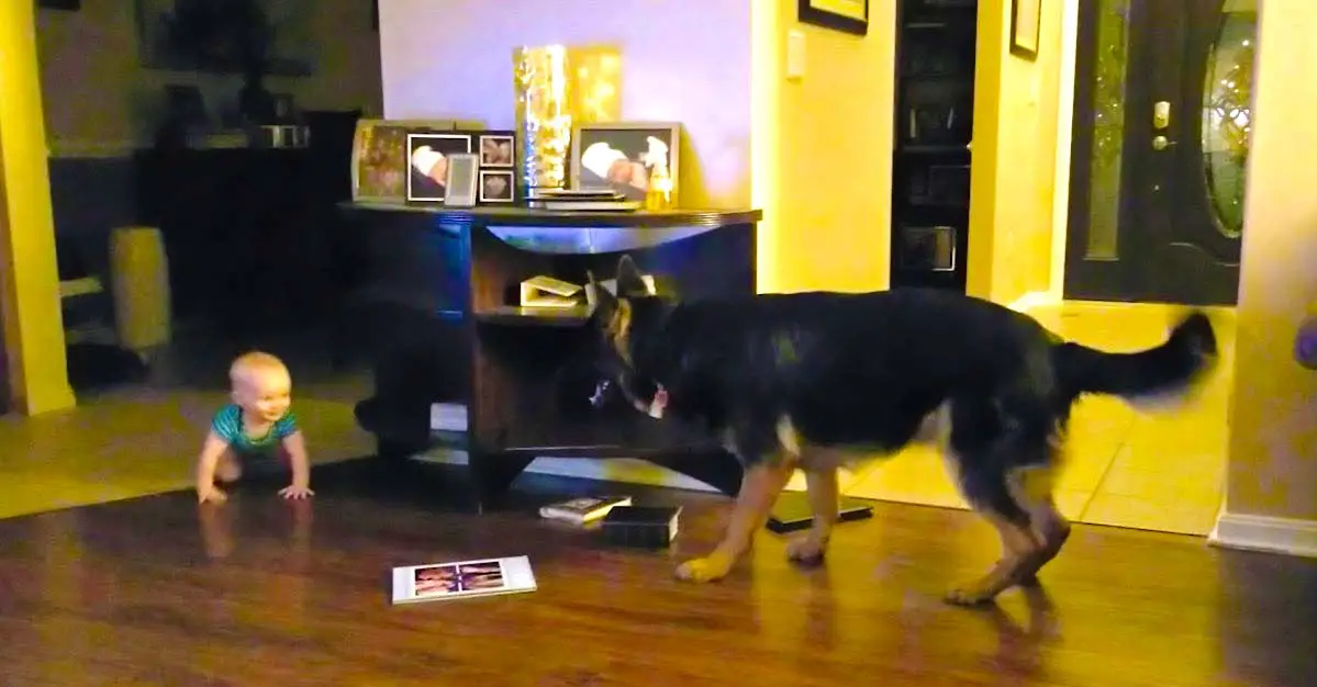 Baby And German Shepherd Play Chase Together