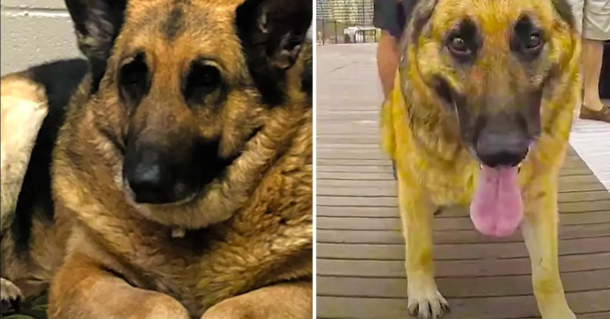 150-Pound German Shepherd Loses 50 Pounds And Finds Love
