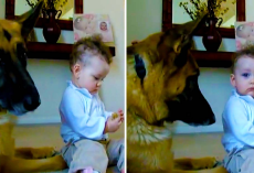 German Shepherd Is Wonderfully Trustworthy Around Baby