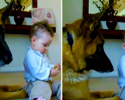 German Shepherd Is Wonderfully Trustworthy Around Baby