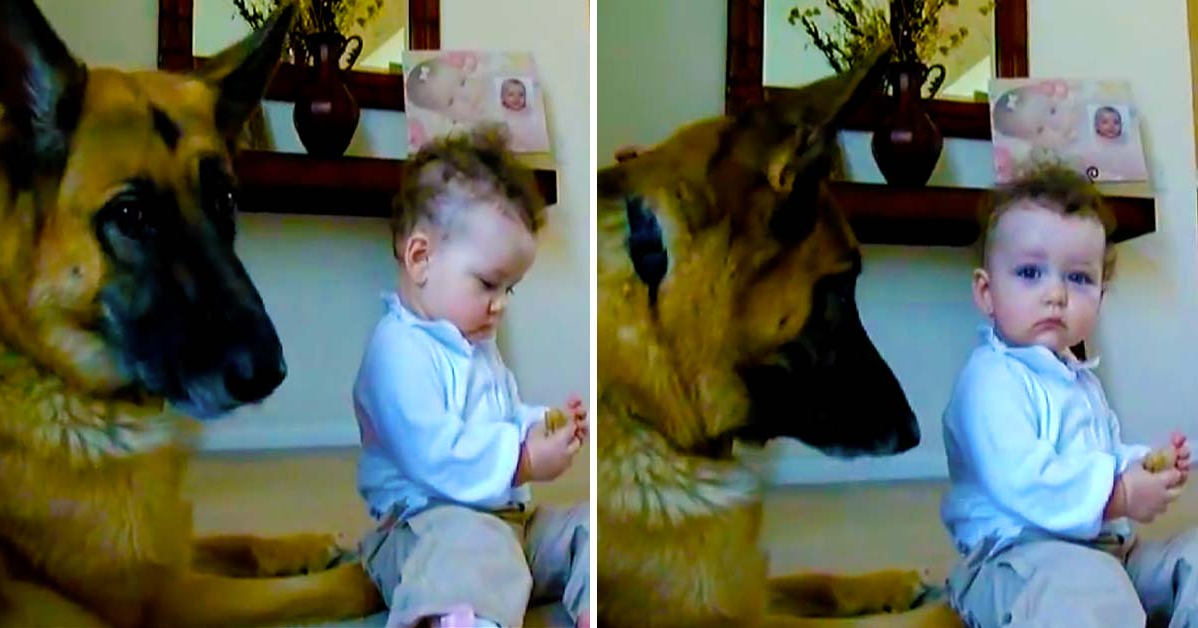 German Shepherd Is Wonderfully Trustworthy Around Baby
