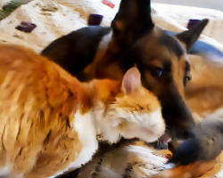 Missing Cat Reunites With His Canine Best Friend After 12 Days
