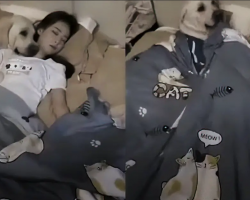 Loving Labrador Retriever Tucks Mom Back Into Bed