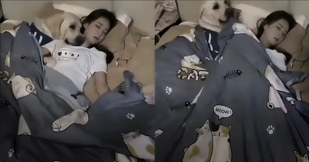 Loving Labrador Retriever Tucks Mom Back Into Bed