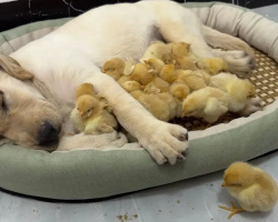 Watch This Labrador Puppy’s Reaction When Baby Chickens Decide to Join Him in Bed