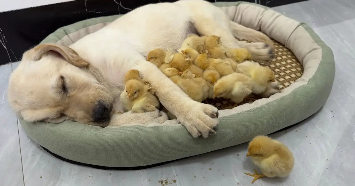 Watch This Labrador Puppy’s Reaction When Baby Chickens Decide to Join Him in Bed