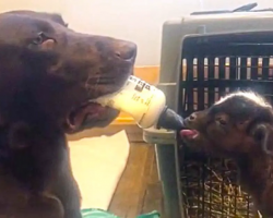 Labrador Dog Bottle Feeds Baby Goat