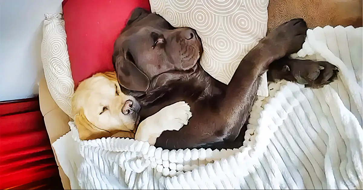 Labradors Adorably Cuddle Each Other For Nap Time