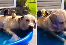 Labrador Dog Lounges In Pool With Baby Ducks