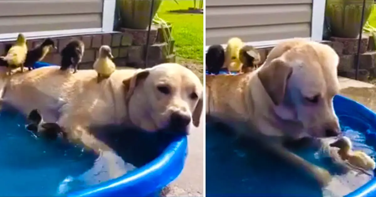 Labrador Dog Lounges In Pool With Baby Ducks
