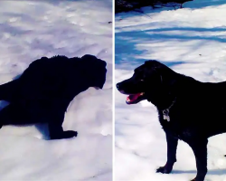 Black Labrador Cannot Get Enough Of Body Sliding In The Snow