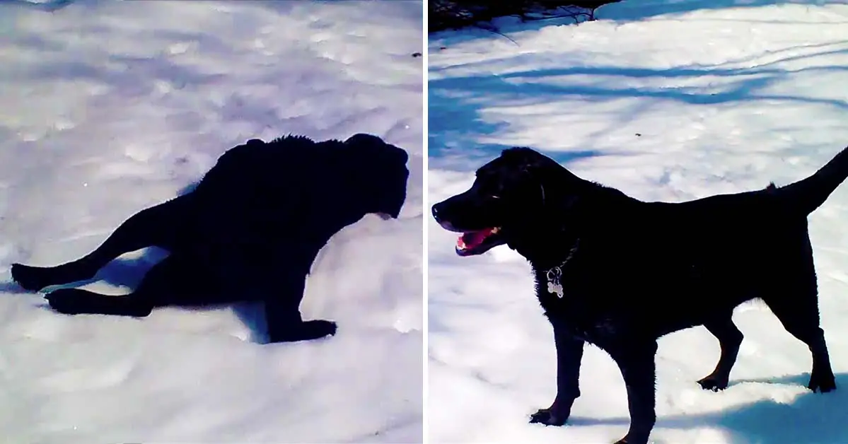 Black Labrador Cannot Get Enough Of Body Sliding In The Snow