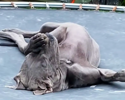 Great Dane Naps On The Trampoline Like A Human