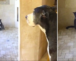 Patient Great Dane Waits For The Cat To Finish Showering
