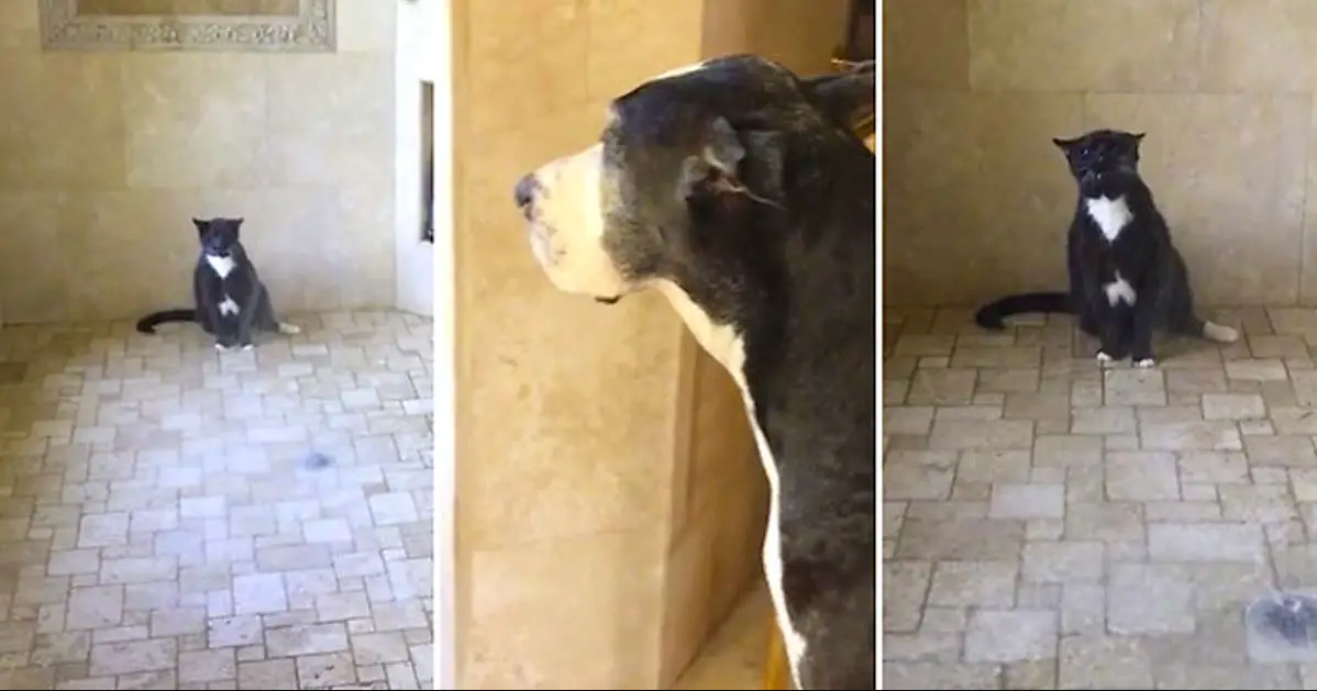 Patient Great Dane Waits For The Cat To Finish Showering