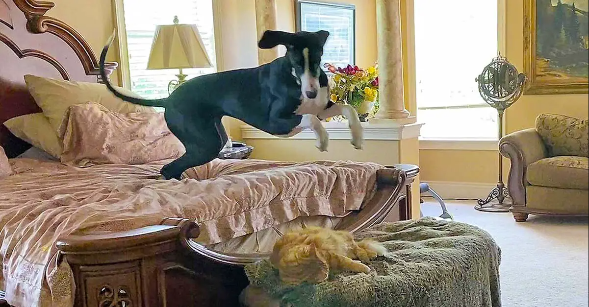 Great Dane Can’t Resist Disturbing Cat’s Nap