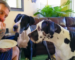 Vocal Great Danes Throw A Fit About Sharing A Sandwich