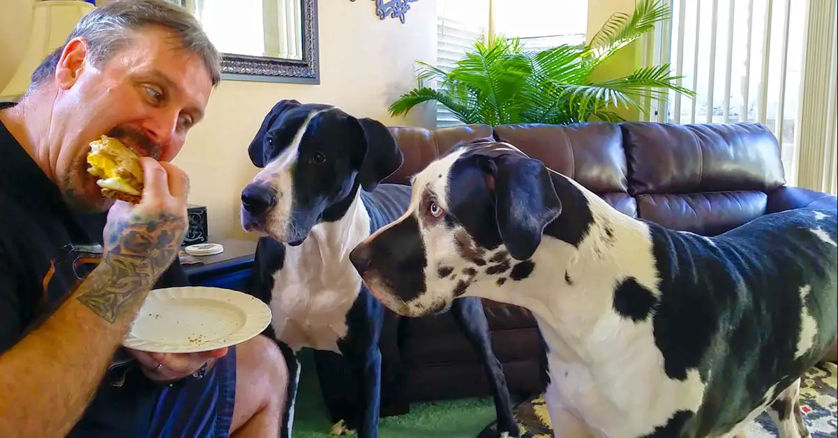Vocal Great Danes Throw A Fit About Sharing A Sandwich