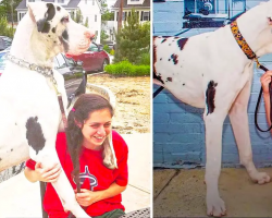 Great Dane Dog Pouts Until Mom Gives Him A Morning Hug