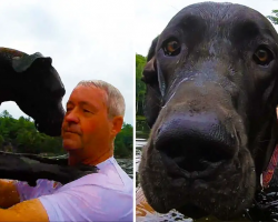 Fearful Great Dane Puppy Has Adorable First Swimming Lesson