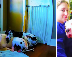 Dog Caught On Hidden Camera Comforting Foster Brother