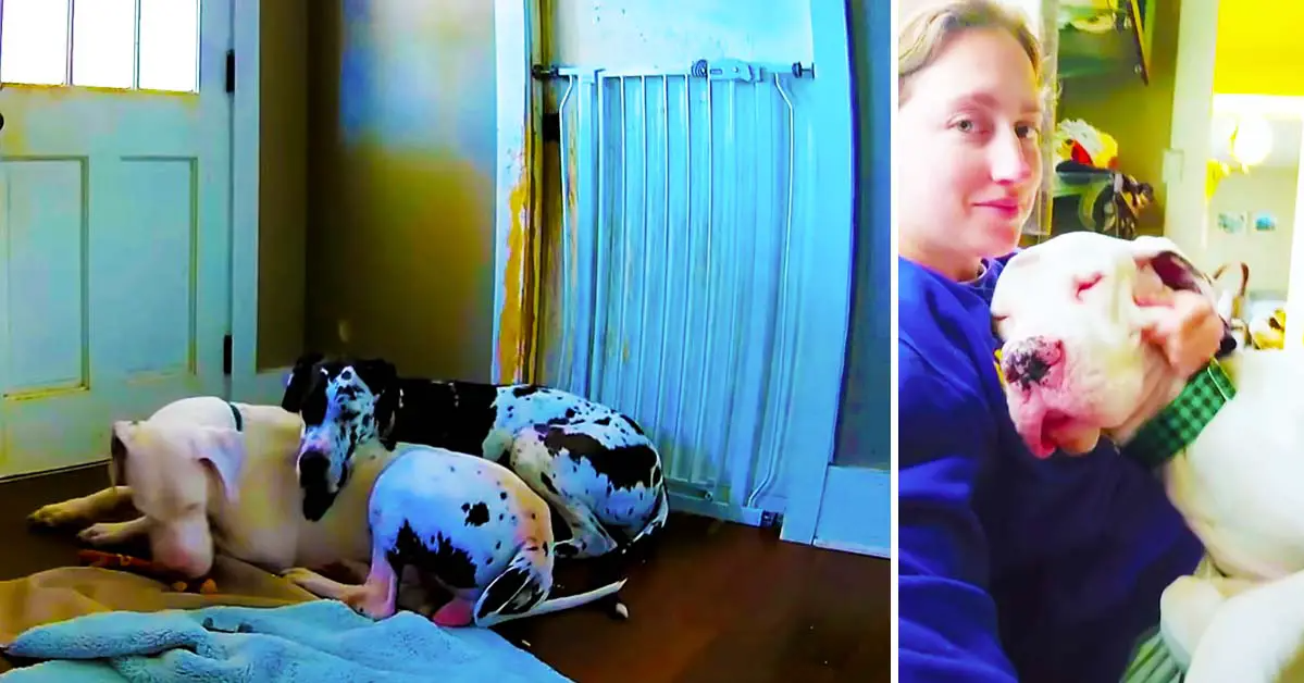 Dog Caught On Hidden Camera Comforting Foster Brother