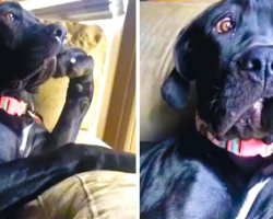 Hilarious Dog Sits Like A Very Distinguished Thinker