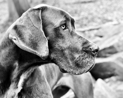 Best Dog Food For Great Danes