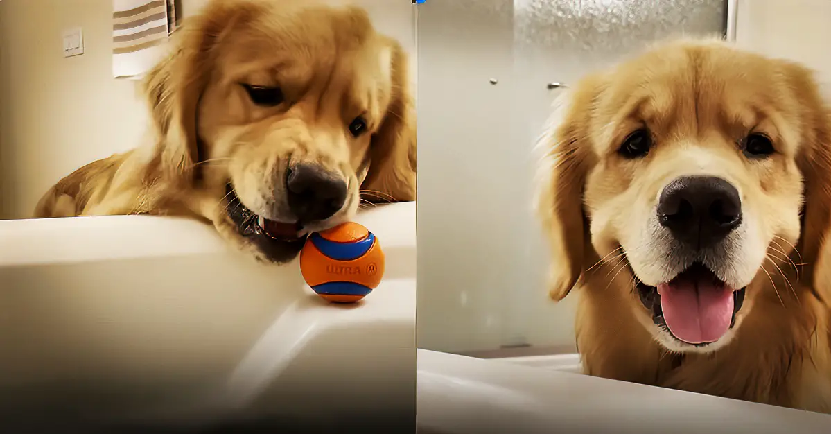 Silly Golden Retriever Is Happiest When Rolling Ball Down Bathtub Ramp