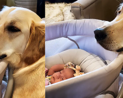 Golden Retriever Puppy Only Wants To Protect Newborn Baby