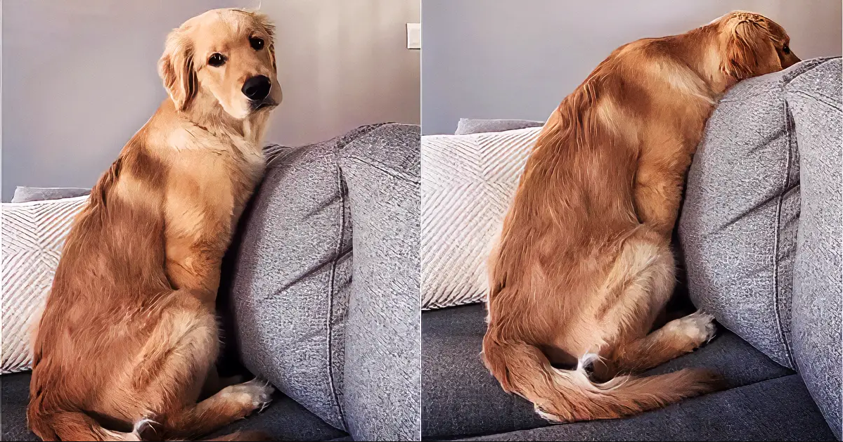 Golden Retriever Puppy Only Reacts To Her Favorite Word