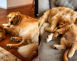 Golden Retriever Ecstatic Over New Puppy Addition