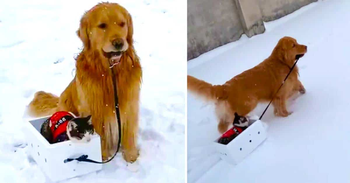 Golden Retriever Pulls Cat On a Snow Sled