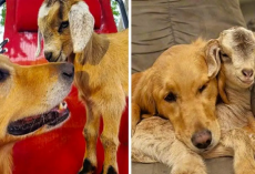 Baby Goats Think Golden Retriever Is Their Mom