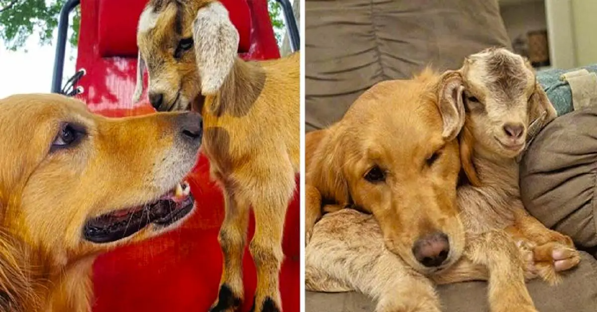 Baby Goats Think Golden Retriever Is Their Mom