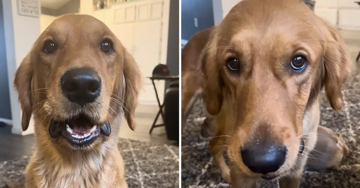 Funny Dog Says “Nuh Uh” to Mom’s Question