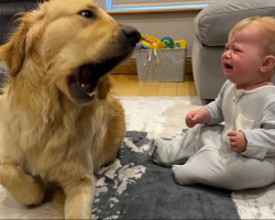 Golden Retriever Says “Sorry” for Making Baby Cry