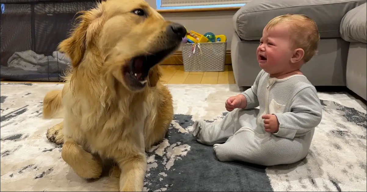 Golden Retriever Says “Sorry” for Making Baby Cry