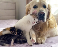 Mom Cat Wants Kittens to Love Golden Retriever as Much as She Does